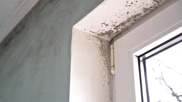 Best Emergency Mold Remediation  in Yazoo City, MS